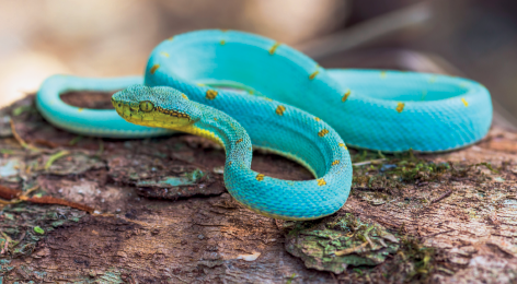 Imagem: Fotografia. Uma serpente de cor azul-claro se rastejando em pedra de cor bege, com o corpo retorcido. Ela tem cabeça pequena com parte inferior da cabeça e corpo em amarelo, e olhos da mesma cor. Texto : Comprimento: 30 centímetros.  Fim da imagem.