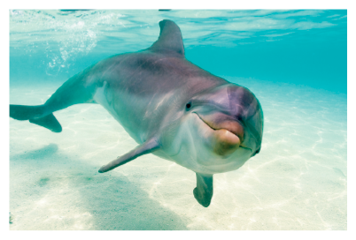 Imagem: Fotografia. Um golfinho cinza dentro do oceano, de cor azul-claro. O golfinho tem o corpo de cor cinza-claro e na parte inferior em partes em branco, com bico fino e olhos pequenos pretos. Na parte inferior, areia de cor bege-claro. Comprimento : 2 metros.  Fim da imagem.
