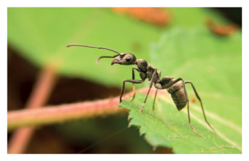 Imagem: Fotografia. Uma formiga preta sobre folha de cor verde, com formiga de cor preta e par de antenas finas sobre a cabeça. Perto da folha, dois caules finos em marrom à esquerda. Comprimento : 1 centímetro.  Fim da imagem.