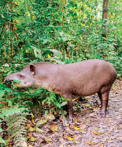 Imagem: Fotografia. Uma anta, animal de porte médio de cor marrom-claro, com orelhas pequenas e focinho fino de tamanho médio, de frente para vegetação de cor verde. Na parte inferior, vegetação de cor marrom. Texto : Comprimento : 2 metros.  Fim da imagem.