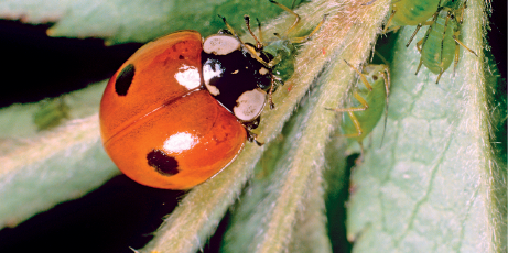 Imagem: Fotografia. Sobre uma folha verde, uma joaninha com o corpo arredondado de cor vermelha com pequenas bolinhas e cabeça em preto. As patas são finas e de cor preta. Texto : Comprimento : 0,5 centímetro.  Fim da imagem.