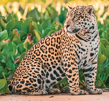 Imagem: Fotografia. Uma onça-pintada sentada, olhando para à esquerda, de corpo de cor amarela com manchas em preto, com orelhas pequenas, olhos amarelos, e partes em branco. Ao fundo, vegetação com folhas verdes.  Fim da imagem.