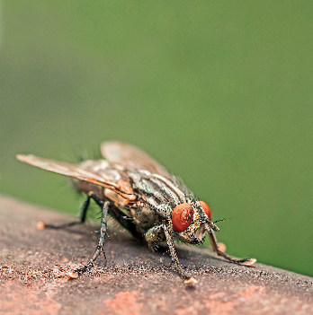 Imagem: Fotografia. Uma mosca-doméstica sobre tronco de cor bege, com o corpo de tamanho médio, em marrom, com partes em branco e na cabeça, dois olhos vermelhos e par de asas sobre o dorso. Na parte inferior, duas patas dianteiras e outras duas traseiras.  Fim da imagem.