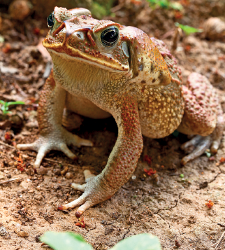 Imagem: Fotografia. Sobre um solo de folhas marrons, um sapo de cor marrom com manchas em bege, de tamanho médio, com patas pegajosas, sentado, olhando para frente. Ele tem olhos pretos, redondos, com focinho achatado. Texto : Comprimento : 15 centímetros.  Fim da imagem.