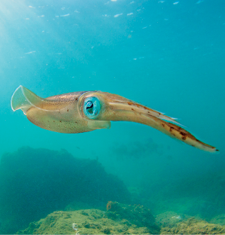 Imagem: Fotografia. Uma lula, animal de corpo tranquilo em bege-claro, com borda à esquerda, dobrada e ao centro, círculo de cor azul, dentro do mar em azul-claro. Texto : Comprimento: 20 centímetros. Fim da imagem.