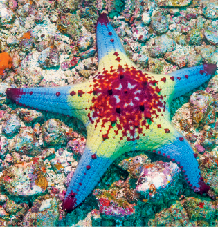 Imagem: Fotografia. Uma estrela do mar com cinco pontas em azul-claro, com parte central em amarelo e mais ao centro do corpo, em vermelho, sobre pedras. Texto : Comprimento: 10 centímetros.  Fim da imagem.