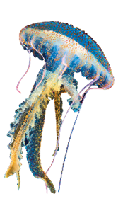 Imagem: Fotografia. Uma água-viva de cor azul-claro, com tentáculos na vertical em azul e alguns em amarelo, com partes grossas e partes mais finas.  Fim da imagem.