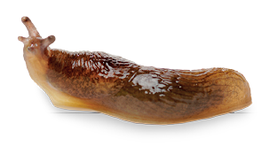 Imagem: Fotografia. Uma lesma, com o corpo rastejante de cor bege, com a parte superior em marrom, na horizontal, com duas hastes sobre a cabeça.  Fim da imagem.