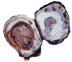Imagem: Fotografia. Uma ostra com duas partes arredondas em marrom-escuro e na parte interna, em branco com partes em marrom.  Fim da imagem.
