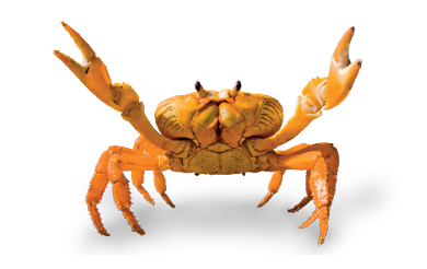 Imagem: Fotografia. Um caranguejo de tamanho pequeno, com o corpo arredondado achatado, com duas patas dianteiras em formato de pinças e na parte inferior, oito patas finas na vertical.  Fim da imagem.