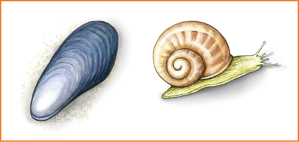 Imagem: Ilustração. Quadro 1. À esquerda, um mexilhão de cor cinza com o formato arredondado e à direita, caracol de cor bege-claro com casco marrom arredondado.  Fim da imagem.