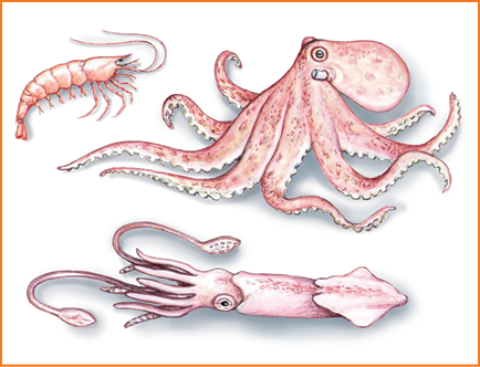 Imagem: Ilustração. Quadro 2. Um camarão com muitas patas pequenas e par de antenas na cabeça, um polvo grande de cor rosa-claro, com uma lula na horizontal, de cor rosa-claro, com tentáculos na horizontal à esquerda, com outros tentáculos longos.  Fim da imagem.