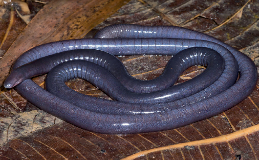 Imagem: Fotografia. Cecilia, animal de corpo comprido em cinza, com o formato cilíndrico e corpo húmido. O corpo está enrolado entre si, sobre folhas marrons.  Texto : Comprimento : 50 centímetros.   Fim da imagem.