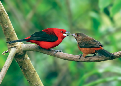 Imagem: Fotografia. Sobre galho fino de árvore de cor bege, dois pássaros um de frente para o outro. À esquerda, pássaro de penas vermelhas no corpo e penas pretas nas asas e na cauda, com bico pequeno de cor branca, olhos pequenos pretos. Ele está com bico aberto para outro pássaro menor. Ele tem penas em marrom, com asas e cauda preta e no corpo, penas em laranja, com bico pequeno cinza, fechado. Ao fundo, desfocado, vegetação verde.  Texto : Comprimento: 19 centímetros.   Fim da imagem.