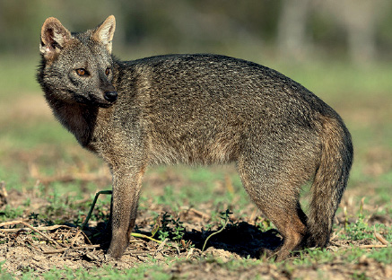 Imagem: Fotografia. Um cachorro-do-mato, animal quadrúpede, de médio porte, de pelos de cor preta com partes em bege, com orelhas de tamanho médio, com focinho fino preto. O corpo dele está para à esquerda, com a cabeça para à direita.  Fim da imagem.