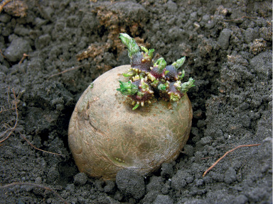 Imagem: Fotografia. Vista do alto de solo preto poroso, com uma batata dentro, arredondada de cor bege, com plantas na parte superior com folhas verdes, pequenas. Fim da imagem.