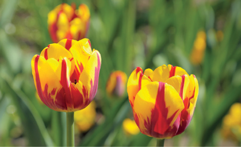 Imagem: Fotografia. Três flores de pétalas de cor amarela com manchas em vermelho. Ao fundo, vegetação de cor verde. Texto : Altura: 30 cm. Fim da imagem.