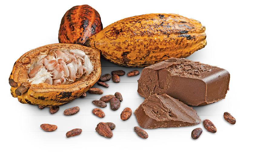 Imagem: Fotografia. Três sementes de cacau com o formato arredondado na horizontal de cor marrom-claro, amarelo e laranja com manchas em marrom-escuro. À frente, gomos de cor marrom e à direita, barra de chocolate com parte cortada.  Fim da imagem.