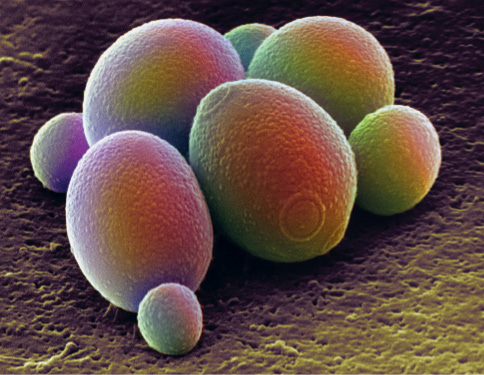 Imagem: Fotografia microscópica. Elementos redondos grandes, médios e pequenos, aglomerados na vertical em tons de verde, rosa e vermelho. Na parte inferior, camada com linhas finas.  Fim da imagem.