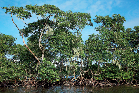 Imagem: Fotografia. Local com rio escuro, com árvores de tronco fino bege e raízes grandes no rio e expostas fora dele. Na parte superior, folhas de cor verde. Mais no alto, céu de cor azul-claro. Texto : Altura: 6 m. Fim da imagem.