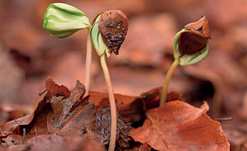 Imagem: Fotografia. Folhas marrons secas, com caules finos na vertical de cor amarela com folhas em verde-claro e à direita, com gomo de casca em marrom com folhas em verde para baixo. Ao fundo, folhas secas em marrom.  Fim da imagem.