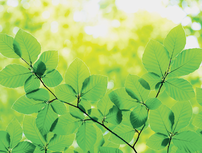 Imagem: Fotografia. Várias folhas de cor verde de tamanho médio e ponta fina. Mais ao fundo, outras vegetações desfocadas e luz solar.  Fim da imagem.