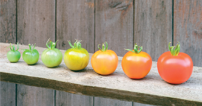 Imagem: Fotografia. Base na horizontal de cor bege com sete tomates. Da esquerda para direita : um tomate pequeno de cor verde, um outro um pouco maior de cor verde e um terceiro maior que os outros dois em verde com parte em amarelo. Outro tomate maior de cor amarela. Mais outro maior, em laranja e outro em laranja com partes em vermelho. O último tomate é maior e de cor vermelha. Mais atrás, madeiras de cor bege na vertical.  Fim da imagem.