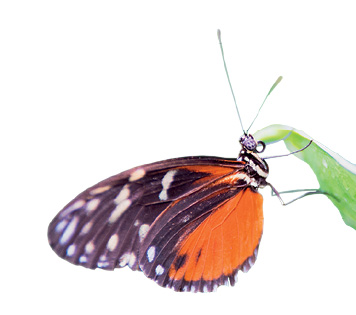 Imagem: Fotografia. Uma borboleta de cor preta com bolinhas brancas e parte inferior em laranja, com cabeça pequena em preto, com par de antenas finas. Ela está com o corpo para à direita, folha verde-clara.  Fim da imagem.