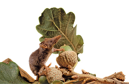 Imagem: Fotografia. Musaranho-pigmeu, de tamanho pequeno com o corpo similar a um roedor, de pelos marrons, orelhas pequenas e focinho fino. Ele está sobre formas arredondadas de cor verde e bege sobre folhas verdes. Texto: Comprimento : 5 cm. Fim da imagem.