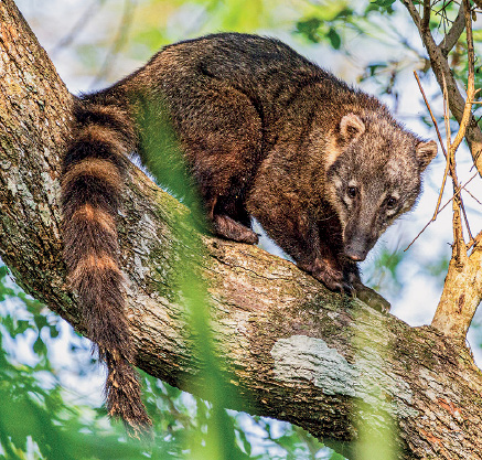 Imagem: Fotografia. De baixo para cima, um quati-de-cauda-anelada, sobre um tronco de árvore em marrom-claro, com partes em marrom-escuro. Ele é um animal de médio porte, com pelos em marrom-escuro, com listras em marrom-claro, com orelhas pequenas e focinho fino em marrom-escuro e olhos pretos. Ao fundo, folhas de cor verde e vista do céu de cor azul-claro.  Fim da imagem.