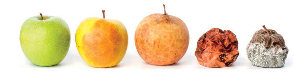 Imagem: Fotografia. Da esquerda para à direita : cinco maçãs : uma verde, uma amarela com partes em vermelho-claro; laranja toda em vermelho-claro; uma maçã em vermelho-escuro com partes em marrom, com tamanho duas vezes menor; uma maçã pequena de cor marrom, com partes esbranquiçadas na parte inferior.  Fim da imagem.