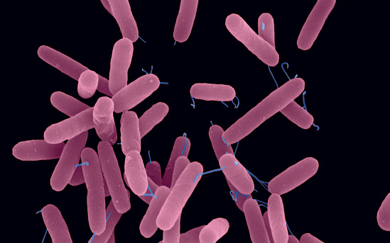 Imagem: Fotografia microscópica. Bastonetes de cor lilás com filamento finos na parte inferior em azul, com fundo preto.  Fim da imagem.
