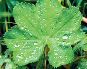 Imagem: Fotografia. Uma folha grande de cor verde com gotículas de água, pequenas e gotículas maiores. Mais ao fundo, outras folhas verdes.  Fim da imagem.