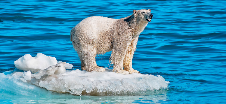 Imagem: Fotografia. Um urso de pelos de cor branca, grande, focinho preto, sobre pedaço de gelo branco em oceano com água de cor azul-claro.  Fim da imagem.