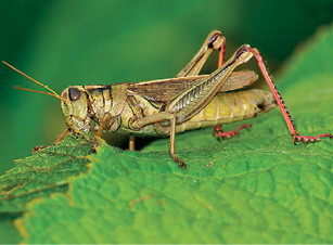 Imagem: Fotografia. Um gafanhoto de cor marrom sobre uma folha verde, com o corpo na horizontal, com patas dianteiras longas e dobradas, com patas finas na parte dianteira e par de antenas sobre a cabeça. Texto : Comprimento: 5 cm. Fim da imagem.