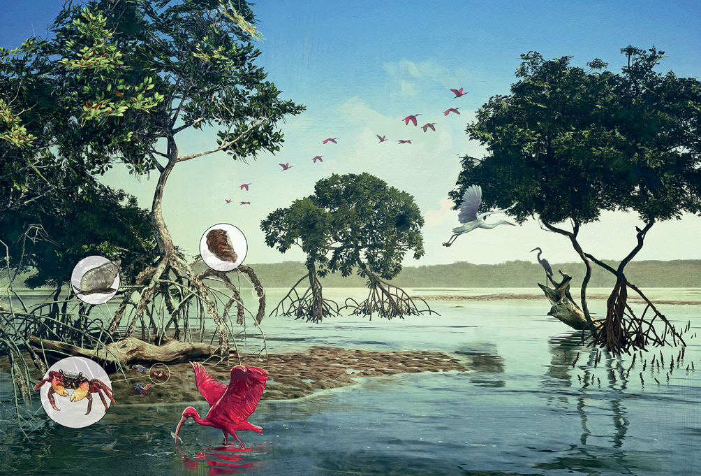 Imagem: Ilustração. Vista geral de local com água em tons de azul e partes em verde. À esquerda e à direita, solo marrom com árvore com raízes expostas finas, fora do solo, tronco fino na vertical e folhas verdes. No solo, animais pequenos, com zoom: um caranguejo de cor avermelhada com casco marrom e duas patas na frente com o formato de pinças em amarelo. Um caramujo com corpo rastejante e casco grosso no dorso em cinza, com duas hastes finas na cabeça. Sobre as raízes das árvores, partes descascadas em marrom. Mais à direita, uma ave de tamanho médio de penas brancas, par de asas abertas sobrevoando. Sobre tronco na água, outra ave do mesmo tipo, pousada com o corpo para à esquerda. Na parte superior, céu de cor azul-claro, com seis pássaros de penas de cor rosa.  Fim da imagem.