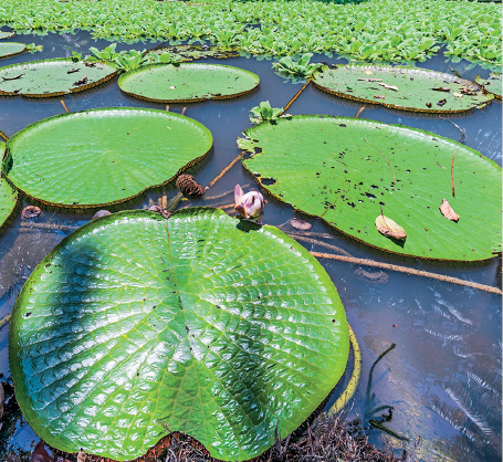 Imagem: Fotografia. Vista do alto para baixo, de rio de água escura com várias plantas : vitória-régia com o formato redondo em verde, com a borda levantada para cima. Entre elas, filamentos finos se conectam. Ao fundo, vegetação verde na borda da água.  Fim da imagem.