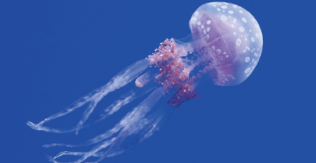 Imagem: Fotografia. Uma água viva na diagonal, para à direita, com a parte, com a parte superior arredondada, translúcida, com tentáculos na vertical, da mesma cor, com pequenas protuberâncias na parte superior dos tentáculos. Texto:  Comprimento com os tentáculos: 50 cm. Fim da imagem.