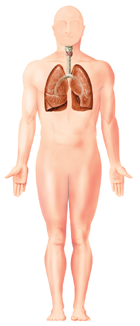 Imagem: Silhueta 3. Sistema respiratório. Tubo fino na vertical da garganta e dois pulmões de cor marrom com parte ramificada dentro. Fim da imagem.