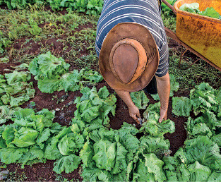Imagem: Fotografia. Vista de cima, pessoa agachada com camiseta de cor azul e listras na horizontal em branco, com chapéu marrom sobre a cabeça. Ela está sobre pés de alface sobre solo marrom-escuro, com dezenas de pés de alface ao redor. À direita, recipiente de cor amarela com alface dentro.  Fim da imagem.