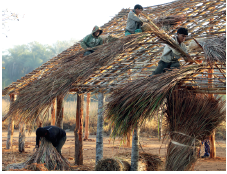 Imagem: Fotografia. Moradia em construção com hastes na vertical e outras mais finas acima, formando telhado. No solo marrom, amontoados de palhas amarradas e no alto, no telhado, três pessoas trabalhando, um homem de blusa com mangas compridas e touca sobre a cabeça, outro homem colocando as palhas de pele morena, cabelos pretos com blusa de mangas compridas em bege. Mais à direita, outro homem de pele morena e cabelos pretos, com blusa bege, segurando palhas grandes nas mãos. Em segundo plano, vista parcial do alto de árvores.  Fim da imagem.