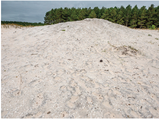 Imagem: Fotografia. À frente, solo de cor bege-claro, com partes em cinza-claro, com o formato de um pequeno morro. Ao fundo, local com árvores altas de folhas verdes. O céu tem nuvens cinzas, nublado.  Fim da imagem.