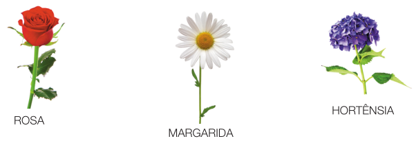 Imagem: Fotografia. Uma flor vermelha.   Fotografia. Uma flor branca com o miolo amarelo.  Fotografia. Uma flor roxa.  Fim da imagem.