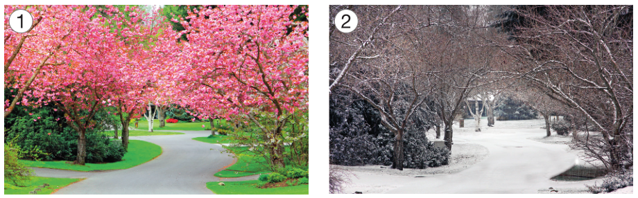 Imagem: Fotografia 1. No centro há uma pista e nas laterais, árvores com flores rosa.   Fotografia 2. No centro há uma pista coberta de neve e nas laterais há árvores secas.   Fim da imagem.