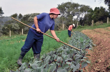 Imagem: Fotografia. Duas pessoas estão segurando enxadas sobre uma plantação. Ao fundo, árvores.  Fim da imagem.
