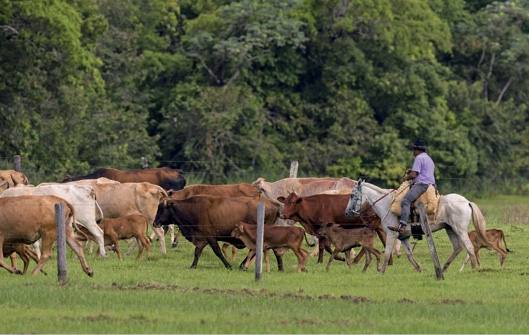 Imagem: Fotografia. Um homem está montado em um cavalo branco e andando atrás de bois e bezerros. Ao fundo, árvores.  Fim da imagem.