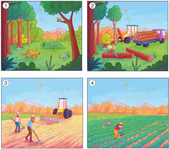 Imagem: Ilustração 1. Uma onça-pintada andando sobre um gramado. Em volta há pássaros, plantas e árvores.  Ilustração 2. Um homem está segurando um motosserra e cortando o tronco de uma árvore. Ao lado há um caminhão com vários troncos empilhados na parte traseira.  Ilustração 3. Duas pessoas e um trator estão arando um terreno. Ao fundo, árvores.   Ilustração 4. Duas pessoas estão regando uma plantação. Ao fundo, árvores.  Fim da imagem.
