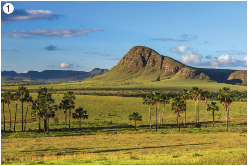 Imagem: Fotografia 1. No centro há árvores com troncos finos enfileiradas sobre um terreno plano e verde. Ao fundo, morros. Fim da imagem.