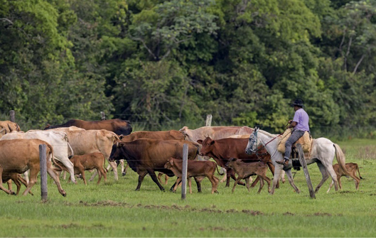 Imagem: Fotografia. Um homem está montado em um cavalo branco e andando atrás de bois e bezerros. Ao fundo, árvores.  Fim da imagem.