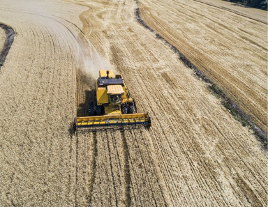 Imagem: Fotografia. Um trator colhendo trigo sobre uma plantação.  Fim da imagem.